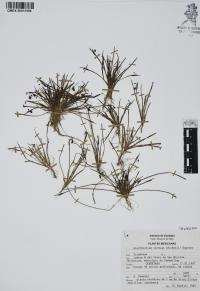 Sisyrinchium cernuum image